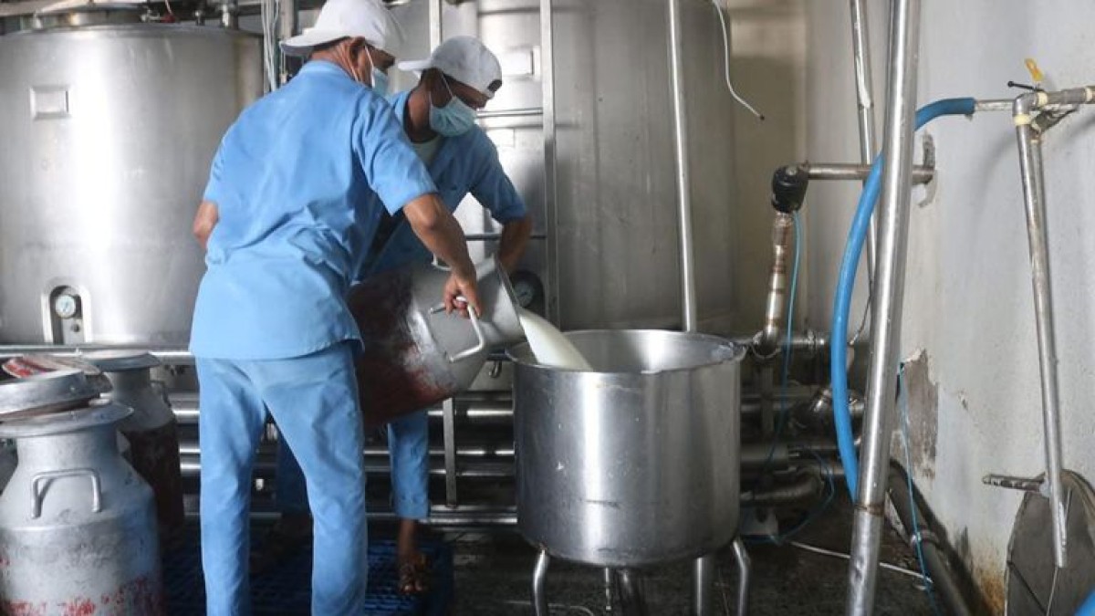 ألبان الحديدة.. سطو حوثي ممنهج على كبرى مشاريع الحليب باليمن