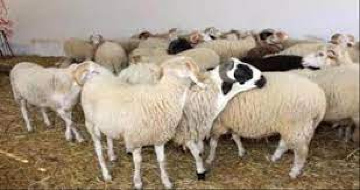 Local livestock prices in the capital, Aden, today, Tuesday, April 29