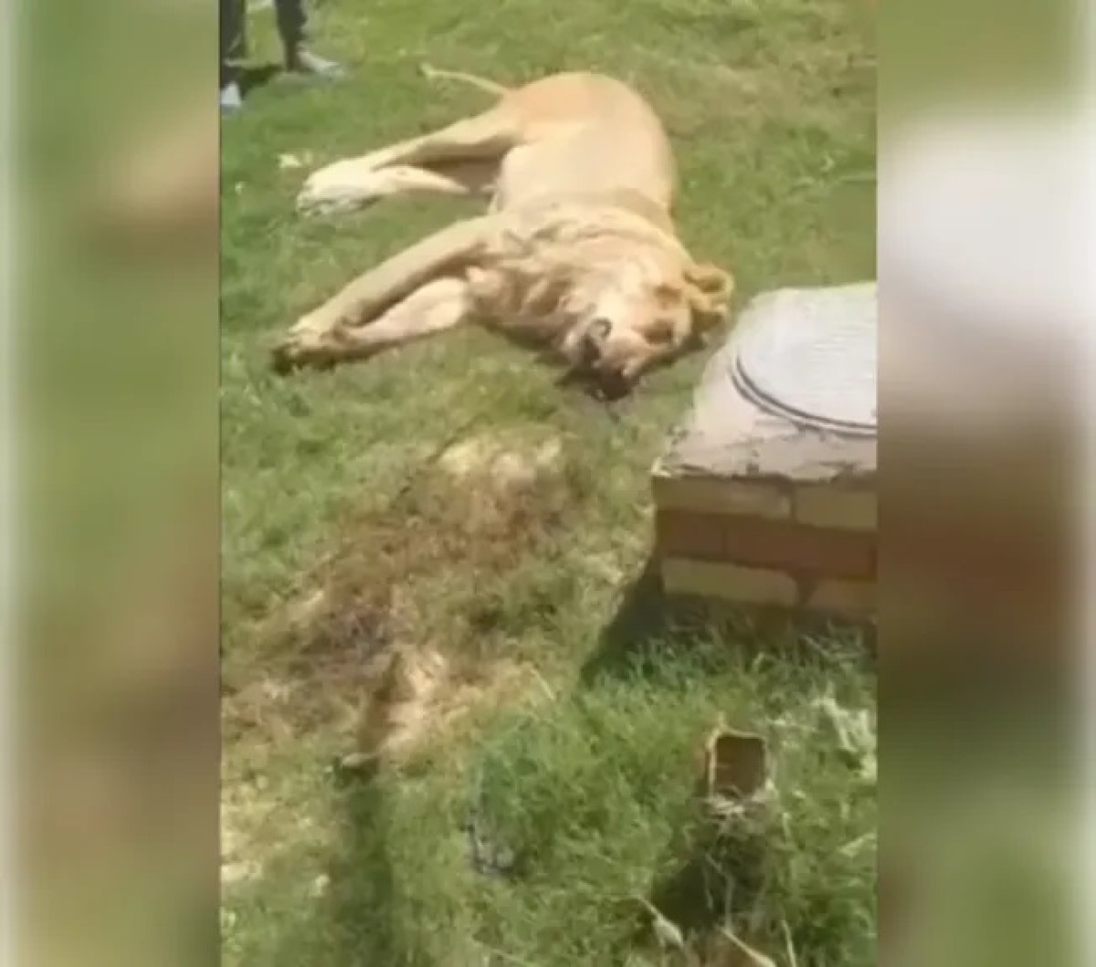 A lion prey on his home in his house in Iraq ... and a sudden reaction from his neighbor
