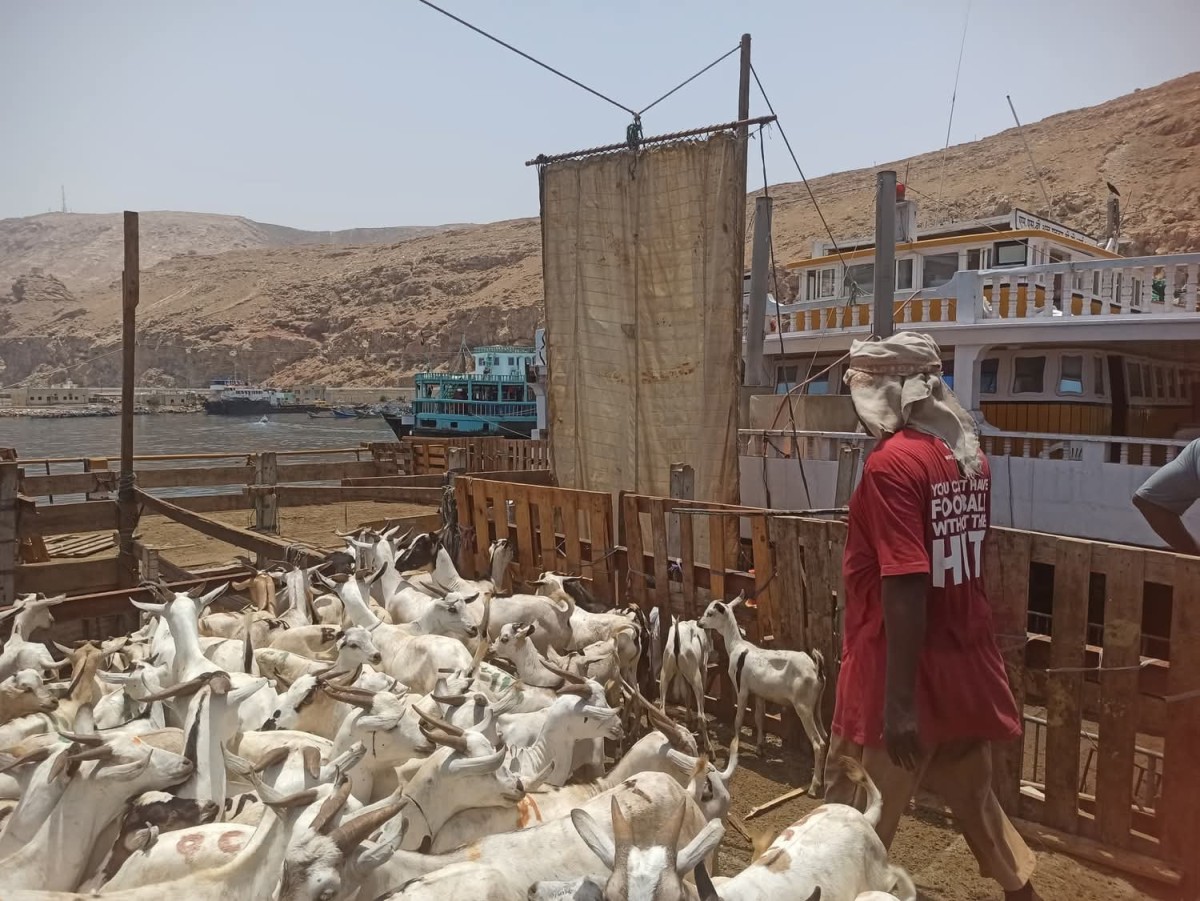 ميناء المكلا يستقبل عشرات السفن الخشبية المحملة بالأغنام القادمة من الصومال