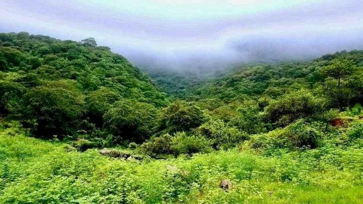 تدمير ممنهج.. حرب الحوثي تطال التنوع البيولوجي في اليمن