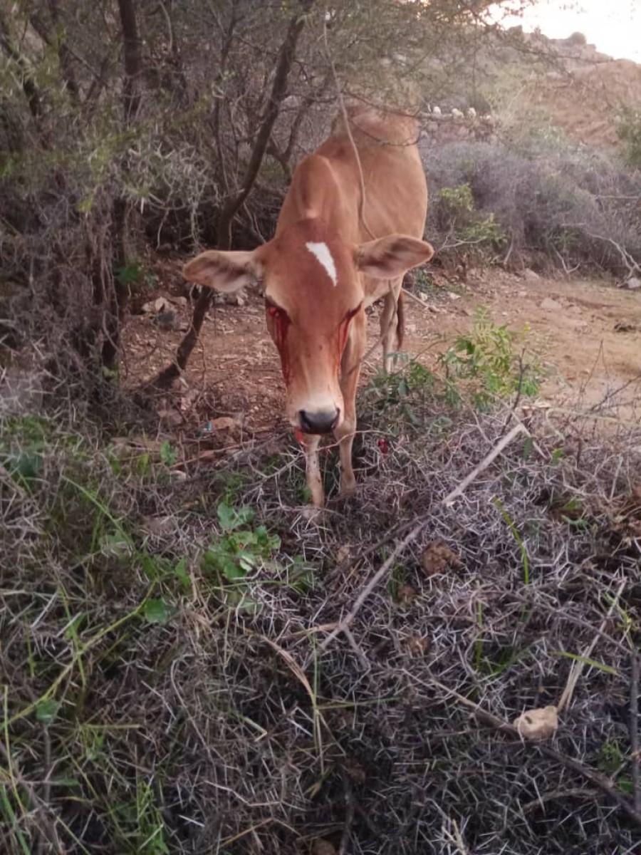 Houthi bombing targets civilians and livestock in southern Hays