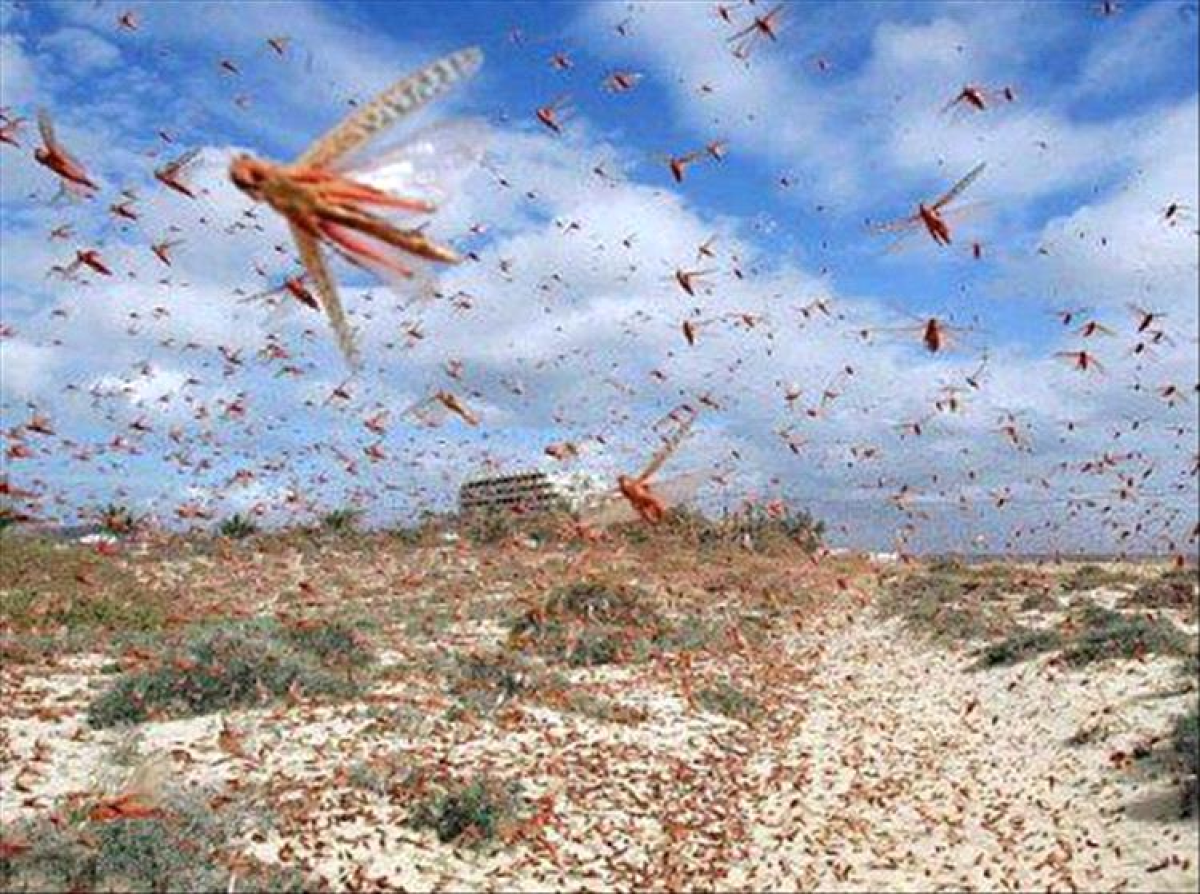 An international warning of an upcoming locust invasion in Yemen