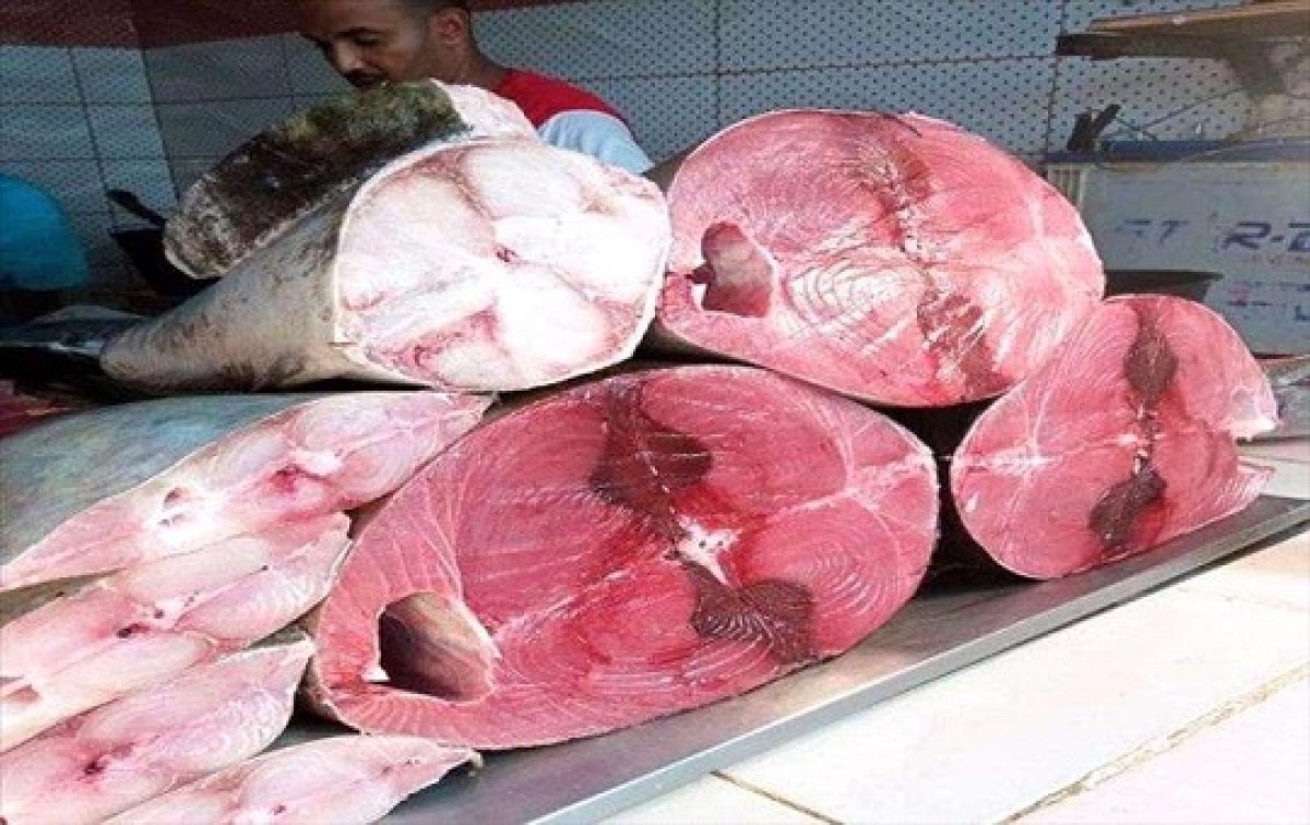Fish prices this Saturday morning in the capital, Aden