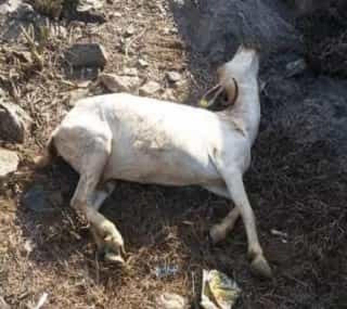 A strange disease kills hundreds of sheep in Al-Musaimeer District, Lahj Governorate