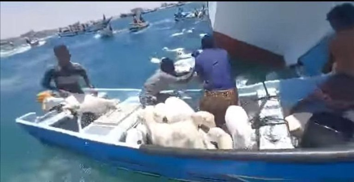 بالصور.. البحر يبتلع مئات الأغنام في عدن بعد جنوح سفينة
