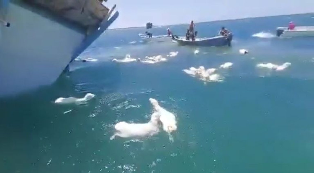 بالصور.. البحر يبتلع مئات الأغنام في عدن بعد جنوح سفينة